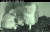 Barn Owl & Chicks